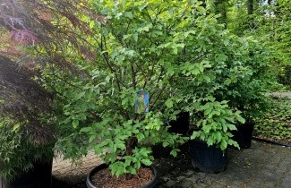 Afbeelding Papieresdoorn - Acer griseum