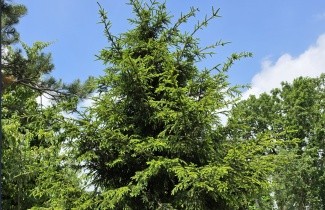 Afbeelding Kaukasische spar - Picea Oriëntalis