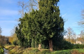Afbeelding Venijnboom - Taxus baccata