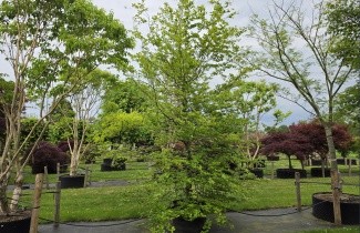 Afbeelding Gewone Beuk - Fagus sylvatica