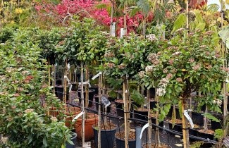 Afbeelding Sneeuwbal 'Eve Price' - Viburnum tinus 'Eve Price'