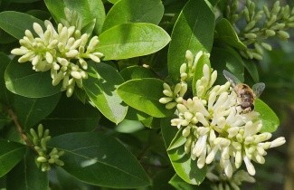 Afbeelding Wilde Liguster - Ligustrum vulgare