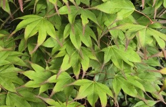 Afbeelding Japanse Esdoorn - Acer palmatum 'Tsumabeni'