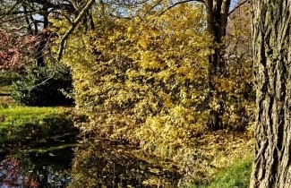 Afbeelding Veldesdoorn - Acer campestre