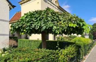 Afbeelding Prieel-iep - Ulmus 'Camperdownii'