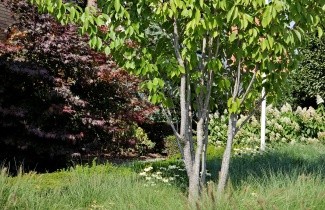Afbeelding Sierkers - Prunus 'Sunset Boulevard'
