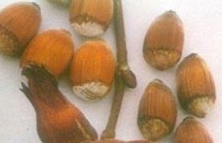 Afbeelding Hazelnoot 'Witpit Lambertsnoot' - Corylus avellana 'Witpit Lambertsnoot'