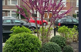Afbeelding Chinese Judasboom 'Avondale' - Cercis chinensis 'Avondale'