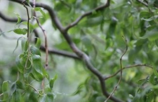 Afbeelding Kronkelwilg  - Salix babylonica 'Tortuosa'