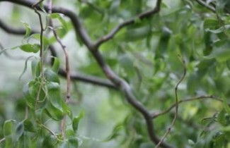 Afbeelding Kronkelwilg - Salix babylonica 'Tortuosa'