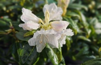 Afbeelding Rododendron 'Dora Amateis' - Rhododendron 'Dora Amateis'