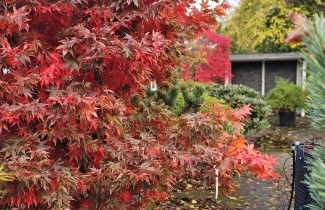 Afbeelding Japanse Esdoorn 'Osakazuki' - Acer palmatum 'Osakazuki'
