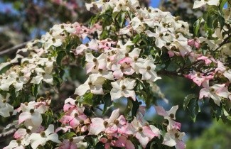 Afbeelding Japanse grootbloemige kornoelje 'Weisse Fontaine' - Cornus kousa 'Weisse Fontaine'