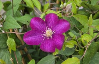 Afbeelding Bosrank 'Piilu' - Clematis 'Piilu'
