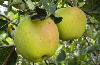 Afbeelding Appel 'Notaris' - Malus domestica 'Notarisappel'