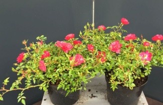 Afbeelding Heesterroos 'Knirps' - Rosa (H) Knirps