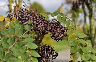Afbeelding Engelenboom - Aralia Elata
