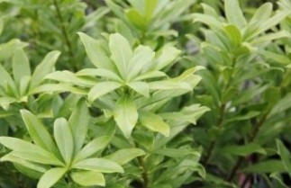 Afbeelding Bontbladig peperboompje - Daphne odora 'Aureomarginata'