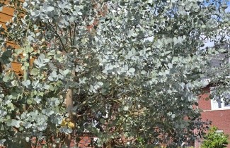 Afbeelding Gomboom - Eucalyptus gunnii