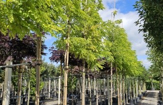 Afbeelding Gele valse acacia - Robinia pseudoacacia 'Frisia'