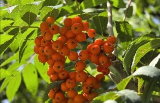 Afbeelding Meelbes - Sorbus aucuparia 'Edulis'
