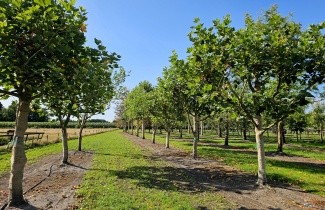 Afbeelding Plataan klimboom multistam - Platanus hispanica