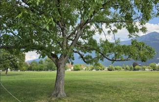 Afbeelding Walnoot - Juglans regia