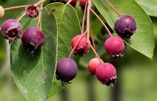 Afbeelding Krentenboompje - Amelanchier lamarckii