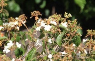 Afbeelding Japanse Sneeuwbal  'Summer Snowflake' - Viburnum plicatum 'Summer Snowflake'