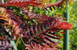Afbeelding Perzische Slaapboom 'Summer Chocolate' - Albizia julibrissin 'Summer Chocolate'
