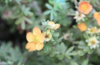 Afbeelding Ganzerik 'Tangerine' - Potentilla fruticosa 'Tangerine'