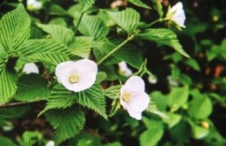 Afbeelding Kaimastruik - Rhodotypos scandens