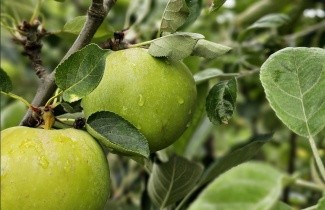Afbeelding Appel 'James Grieve' - Malus domestica 'James Grieve'
