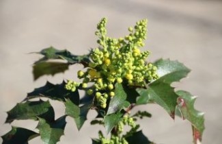 Afbeelding Mahoniestruik 'Apollo' - Mahonia aquifolium 'Apollo'
