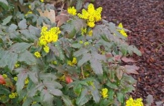 Afbeelding Mahoniestruik aquifolium - Mahonia aquifolium