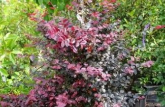 Afbeelding Heksenstruik - Loropetalum chinense 'Fire Dance'