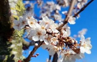 Afbeelding Roodbladige pruim  - Prunus 'Trailblazer'