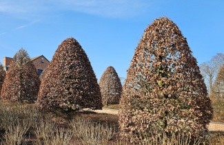 Afbeelding Gewone beuk - Fagus sylvatica