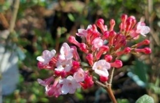 Afbeelding Koreaanse Sneeuwbal - Viburnum carlesii