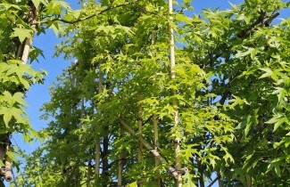 Afbeelding Moeraseik - Quercus palustris