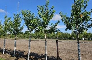 Afbeelding Kers "Sunburst" - Prunus avium 'Sunburst'