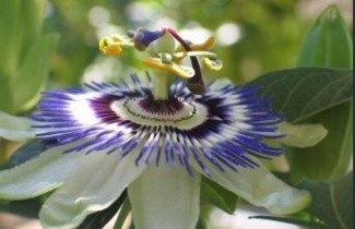 Afbeelding Blauwe passiebloem - Passiflora caerulea