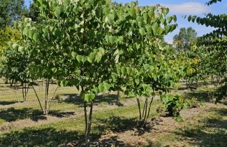 Afbeelding Amerikaanse judasboom - Cercis canadensis
