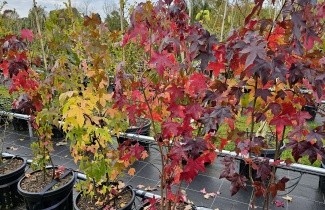 Afbeelding Amberstruik - Liquidambar styraciflua