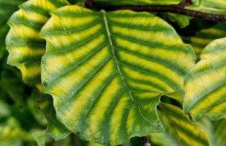 Afbeelding Gestreepte beuk - Fagus sylvatica 'Striata'