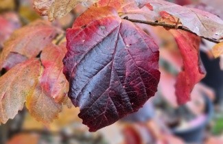 Afbeelding Perzisch IJzerhout 'Cherry Tips' - Parrotia persica 'Cherry Tips'