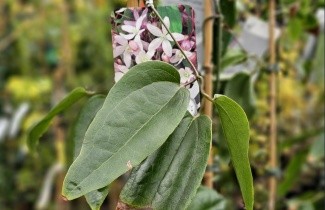 Afbeelding Bosrank 'Apple Blossom' - Clematis armandii 'Apple Blossom'