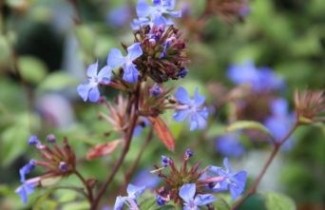 Afbeelding Loodkruid  - Ceratostigma willmottianum