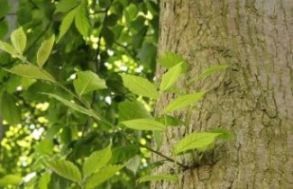 Afbeelding Iep 'Clusius' - Ulmus 'Clusius'