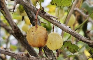Afbeelding Groene kruisbes - Ribes uva-crispa 'Hinnonmaki Grön'